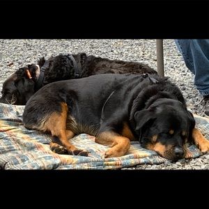 Meet your Posher, Dora